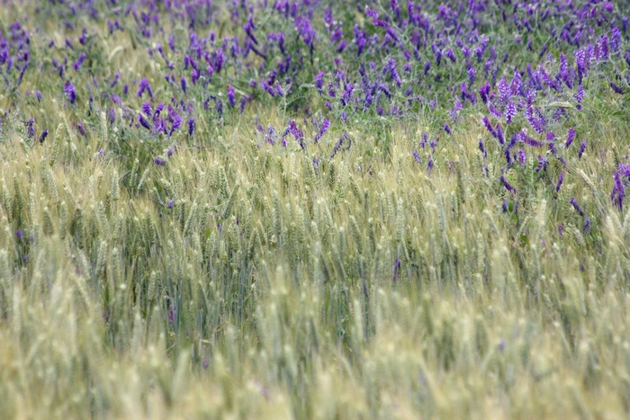 Fiore-pianta infestante campo di grano - Vicia sp.